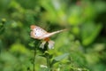 White Peacock Butterfly feeding in garden Royalty Free Stock Photo