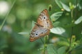 White Peacock Butterfly feeding in garden Royalty Free Stock Photo