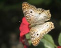 A White Peacock Butterfly feeding on red flower Royalty Free Stock Photo