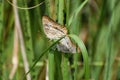 Butterflies mating in grass at the swamp Royalty Free Stock Photo