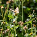 White Peacock butterfly  on flower head Royalty Free Stock Photo