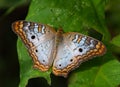 White Peacock Butterfly on a Green Leaf