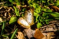 White Peacock Butterfly Royalty Free Stock Photo