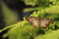 White Peacock butterfly with open wings perched on green leaves Royalty Free Stock Photo