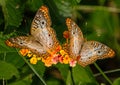 White Peacock Butterfly Pair Feasting on Orange Lantana Flowers at Lake Seminole, Park, Florida Royalty Free Stock Photo