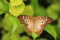 White peacock butterfly perched on green leaves with open wings Royalty Free Stock Photo