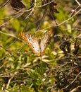 White peacock butterfly southern Florida