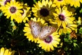 White Peacock Butterfly on yellow flower, green background. Royalty Free Stock Photo