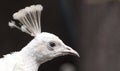 White peacock close up Royalty Free Stock Photo