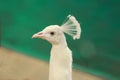 WHITE PEACOCK CLOSE UP SHOT