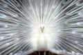 White peacock close-up Royalty Free Stock Photo