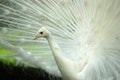 White Peacock Closeup Royalty Free Stock Photo