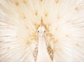 White peacock Royalty Free Stock Photo