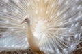 White peacock with open wings Royalty Free Stock Photo