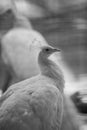 White Peacock Closeup Royalty Free Stock Photo