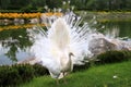 White peacock dances mating dance, shows feathers in park, zoo, street. Gorgeous bird young albino peacock spread its tail