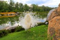 White peacock dances mating dance, shows feathers in park, zoo, street. Gorgeous bird young albino peacock spread its tail