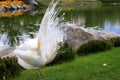 White peacock dances mating dance with spread feathers in park, zoo. Gorgeous bird young albino peacock spread its tail Royalty Free Stock Photo