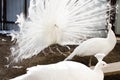 A white peacock fanned his gorgeous tail