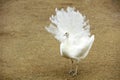 white peacock in a farm Royalty Free Stock Photo