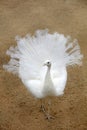 white peacock in a farm Royalty Free Stock Photo