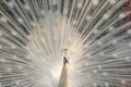 White peacock with feathers out closeup Royalty Free Stock Photo