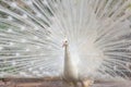 White peacock with feathers out Royalty Free Stock Photo