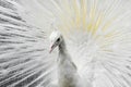 White peacock fluffed up its tail in the background Royalty Free Stock Photo