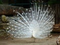 White peacock Royalty Free Stock Photo