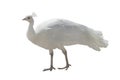 White peacock isolated Royalty Free Stock Photo
