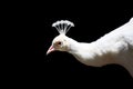 White Peacock Royalty Free Stock Photo