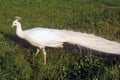 White Peacock, Middleton Plantation, Charleston, SC