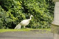 strutting his stuff, white peacock, not albino, Indian blue peafowl