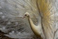 White peacock with open wings Royalty Free Stock Photo