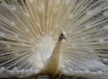 White peacock with open wings Royalty Free Stock Photo