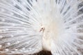 White peacock with the opened tail Royalty Free Stock Photo