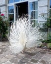 White peacock opening feathers Royalty Free Stock Photo