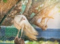 White peacock perching on the branch Royalty Free Stock Photo