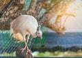 White peacock perching in cage Royalty Free Stock Photo