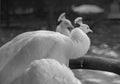 White Peacock Perching in the Log Royalty Free Stock Photo