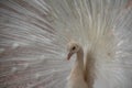 White peacock portrait