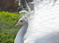 White Peacock portrait Royalty Free Stock Photo