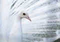 White Peacock portrait Royalty Free Stock Photo