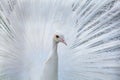 White Peacock portrait Royalty Free Stock Photo