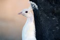 White Peacock Profile Royalty Free Stock Photo