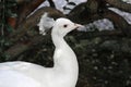 A white peacock`s head