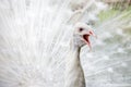 White peacock showing off his bright tail Royalty Free Stock Photo