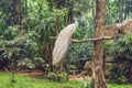 White peacock sitting on a branch in the park