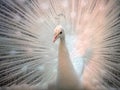 White peacock spread tail-feathers. Royalty Free Stock Photo