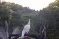 White peacock standing gracefully on a log with sunlight in the morning.